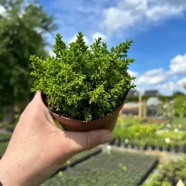 hebe-green-globe-niezbednik-kazdego-ogrodu-sadzonka-04l