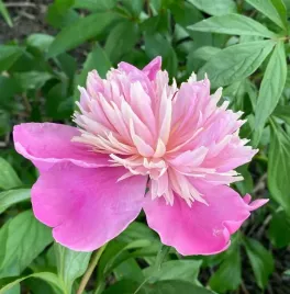 piwonia-paeonia-sorbet-sadzonka-06l-wieloletnia-bylina