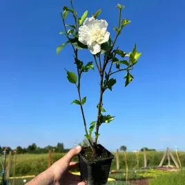 hibiskus-white-chiffon-ketmia-syryjska-sadzonka-30cm-04l-duze-biale-kwiaty