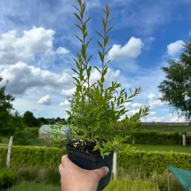 tawula-szara-norweska-spiraea-grefsheim-mrozoodporna-duza-sadzonka-1l