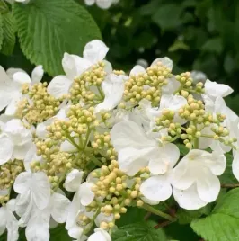 kalina-japonska-meriesii-ogromne-snieznobiale-kwiatostany-sadzonki-04l