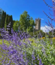 perowskia-lobodolistna-russian-sage-sadzonka-05l-p9