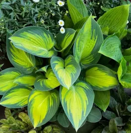 funkia-hosta-june-sadzonka-1l-p12-funkia-o-zloto-niebieskich-lisciach