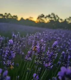 lawenda-hidcote-blue-wieloletnie-sadzonki-04l