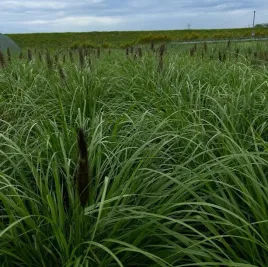 rozplenica-black-beauty-najchetniej-wybierana-trawa-ozdobna-sadzonki-04l