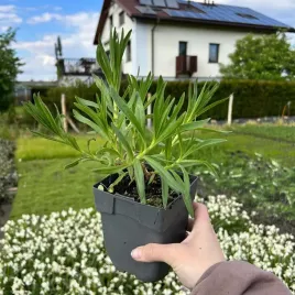 gipsowka-wiechowata-flamingo-latwa-w-uprawie-mrozoodporna-sadzonki-1l