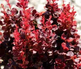 berberys-thunberga-red-tower-intensywnie-czerwony-sadzonki-04l