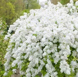 obiela-groniasta-niagara-biale-kwiaty-obfite-kwitnienie-sadzonki-04l