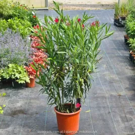 oleander-czerwony-80-100cm-gigant-xxl-red-intensywna-czerwien