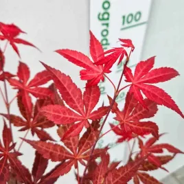 klon-palmowy-acer-palmatum-atropurpureum-purpurowy-80-120-cm-c2