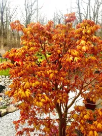 klon-palmowy-katsura-acer-palmatum-zolto-pomaranczowy-80-120-cm-c2
