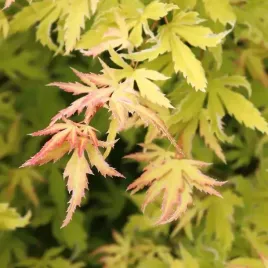 klon-palmowy-metamorfosa-acer-palmatum-80-120-cm-c2-purpurowo-zolte-liscie