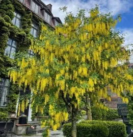 zlotokap-pospolity-laburnum-sadzonka-05l-40cm-zloty-deszcz-w-ogrodzie