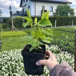 hortensja-bukietowa-anabelle-ogromne-biale-kwiaty-sadzonki-05l
