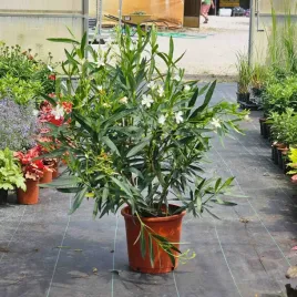 oleander-bialy-80-100cm-gigant-xxl-sniezno-bialy