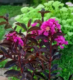 lagerstroemia-mystic-magenta-sadzonka-1l-p12-intensywny-roz-i-ciemne-liscie