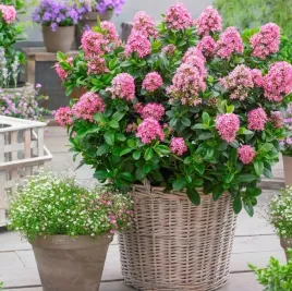 twardziczka-escallonia-pink-elle-sadzonki-04l-hit-sezonu-pieknie-pachnie