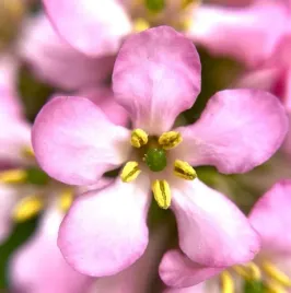 twardziczka-escallonia-pink-elle-sadzonki-04l-hit-sezonu-pieknie-pachnie
