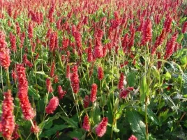 rdest-himalajski-persicaria-czerwony-js-delgado-sadzonka-p9