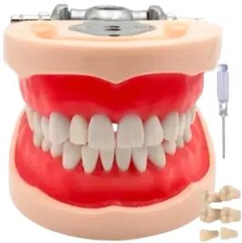 model-anatomiczny-szczeki-zebow-wyjmowane-32-zeby-dentystyczny-do-cwiczen
