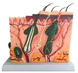 model-anatomiczny-skory-ludzkiej-wlosow-dokladny-50x-1-50