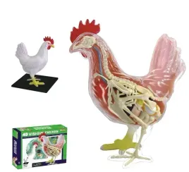 model-anatomiczny-kurczaka-kury-1-1-rozkladany-numerowany-32czesc