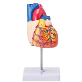 model-ludzkiego-serca-anatomiczny-rzeczywisty-rozmiar-na-statywie