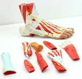 model-anatomiczny-stopy-miesni-sciegna-1-1-rozdkladany-numerowany-dokladny