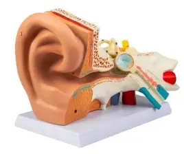model-anatomiczny-ucha-czlowieka-5x-powiekszony-dokladny-pro-do-nauki-3d