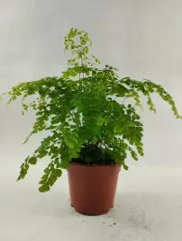 paproc-adiantum-raddianum-fragrans-12o-35cm
