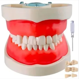 model-anatomiczny-szczeki-zebow-wyjmowane-28-zeby-dentystyczny-do-cwiczen