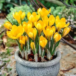 krokus-golden-yellow-zlocistozolty-5-szt-cebulki-zestaw-pieknosc-ogrodu
