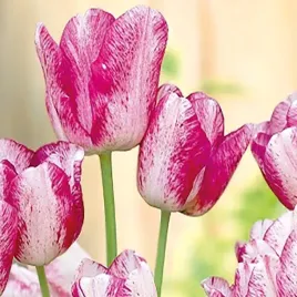 tulipan-dream-club-rozowo-bialy-40cm-tulipany-cebulki-tr3-5-szt