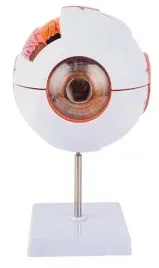 model-anatomiczny-oka-ludzkiego-galki-ocznej-dokladny-rozkladany-powiekszon