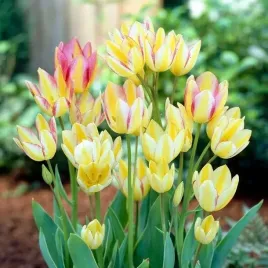 tulipan-antoinette-trojkolrowy-gladkie-platki-tulipany-cebulki-tr3-5-szt