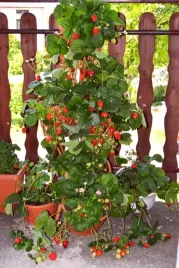 truskawka-pnaca-wiszaca-albion-powtarzajaca-owocowanie-10szt-sadzonki-a