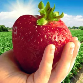 truskawka-murzynek-duze-slodkie-owoce-10-szt-sadzonki-stara-odporna-odmiana