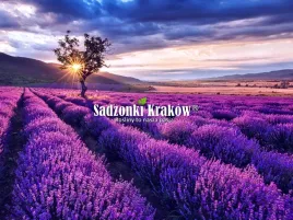 lawenda-waskolistna-sadzonki-w-doniczkach