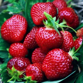 truskawka-honeoye-bardzo-wczesna-deserowa-10-sadzonek