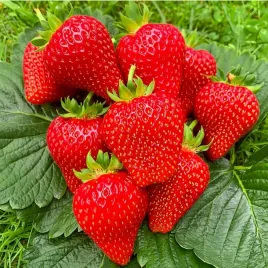 truskawka-hossa-caloroczna-powtarza-owocowanie-sadzonki-truskawek-10-szt