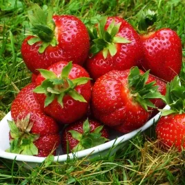 truskawka-polka-ogromne-owoce-10-szt-sadzonki-truskawki-odmiana-pozna