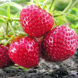 truskawka-caloroczna-mara-powtarza-owocowanie-sadzonki-10szt-bardzo-smaczna