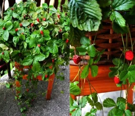 poziomka-wiszaca-pnaca-sadzonka-attila-doniczkowa