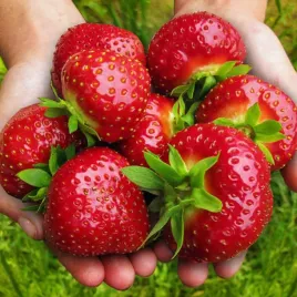 truskawka-gigant-mega-duze-slodkie-owoce-10-sadzonek-truskawek-instrukcja