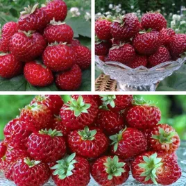 truskawka-malinowa-framberry-10-szt-sadzonki-pyszna-i-bardzo-slodka