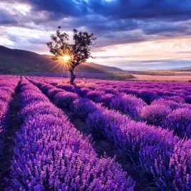 lawenda-waskolistna-sadzonka-w-doniczce-p7