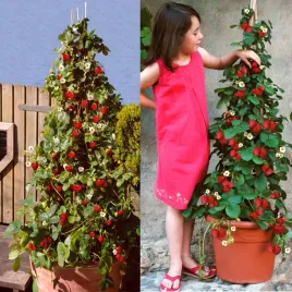 truskawka-pnaca-wiszaca-5-szt-truskawki-sadzonki