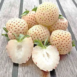truskawka-biala-ananasowa-pineberry-10-szt-sadzonki-truskawki