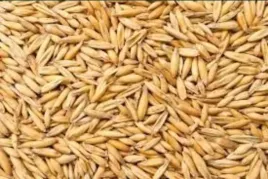 owies-nasiona-na-poplon-rosnie-szybko-i-intensywnie-uzyznia-glebe-1-kg