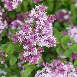 lilak-bez-palibin-syringa-meyeri-pachnacy-powtarzajacy-kwitnienie-30-40cm